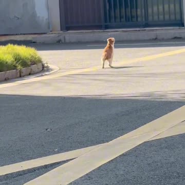 Joyful Kitten in Winter Sunshine