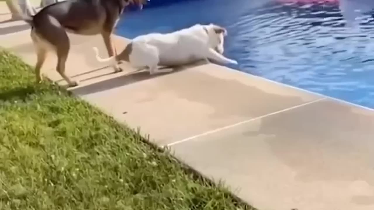 Funny Whining Dog