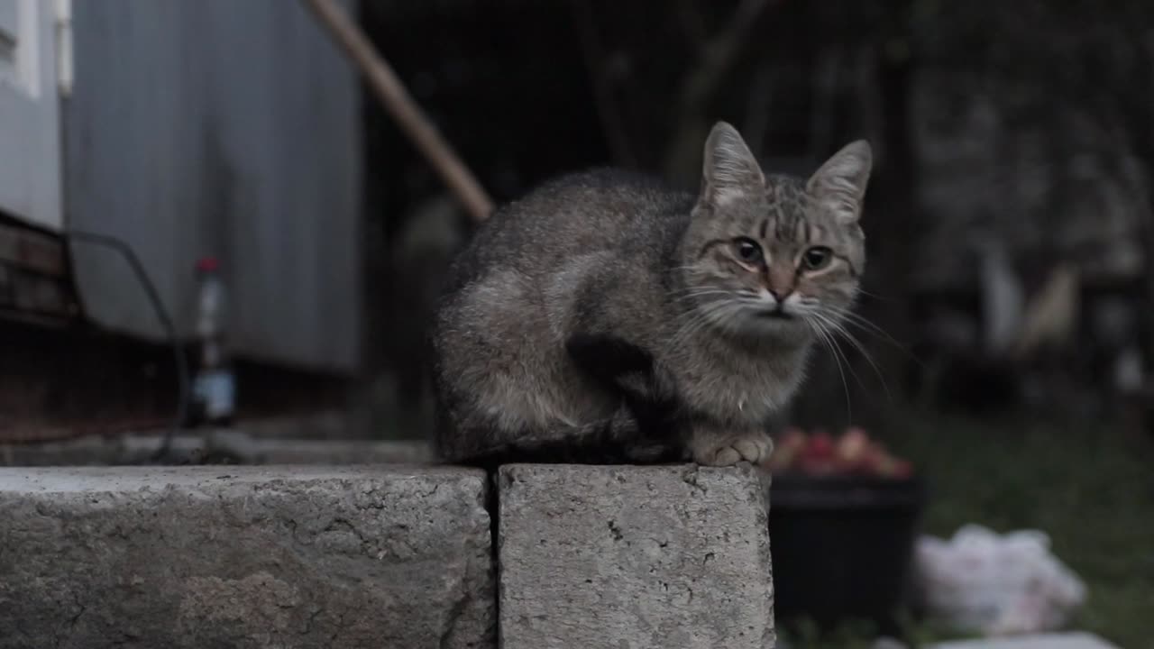 Adorable Tabby Cat On Outside Steps