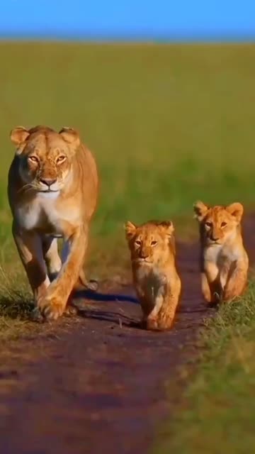 Wild & Wacky: Unforgettable Strolls with Mom