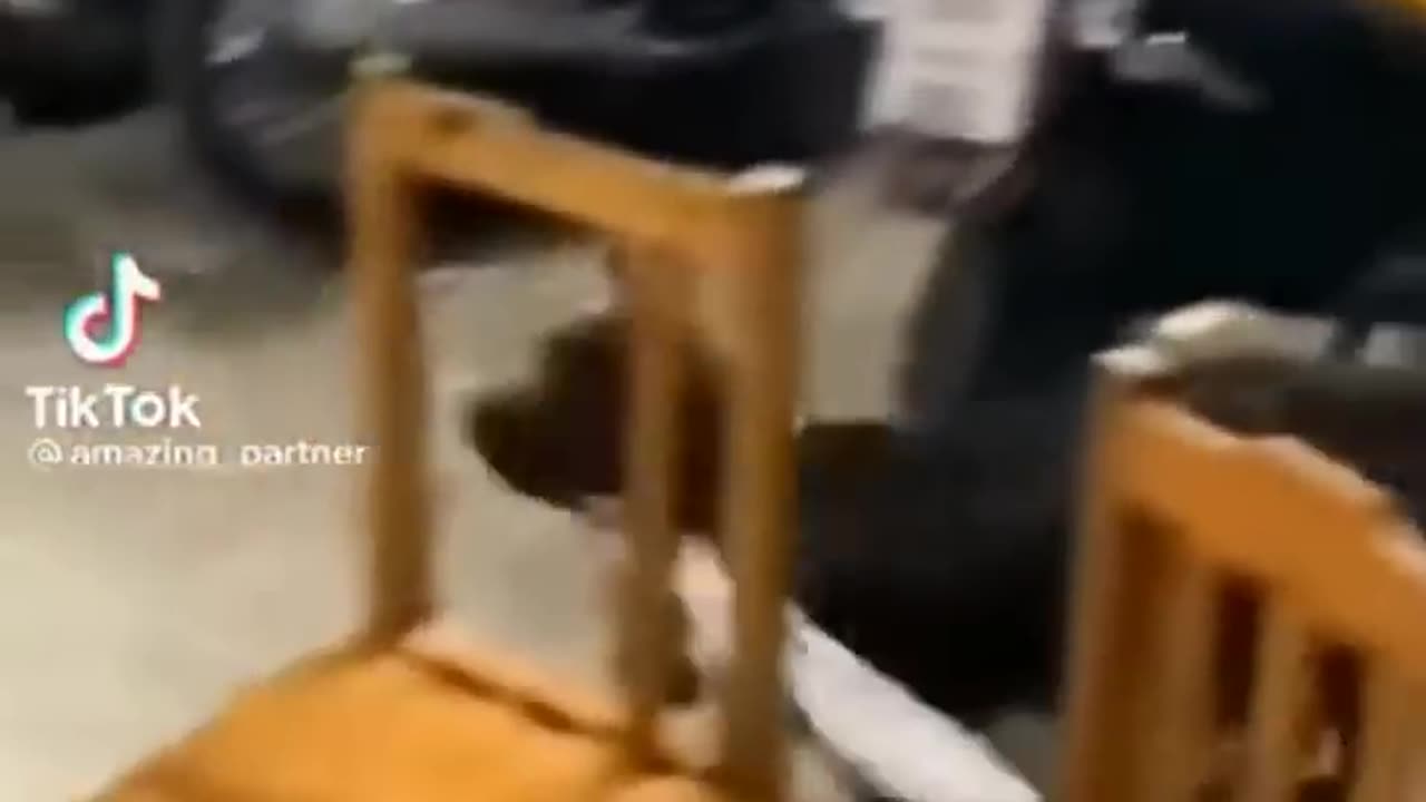 Funny animals and gogs