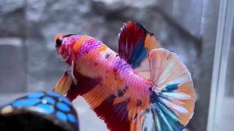 Betta Fish - Multicolour #2