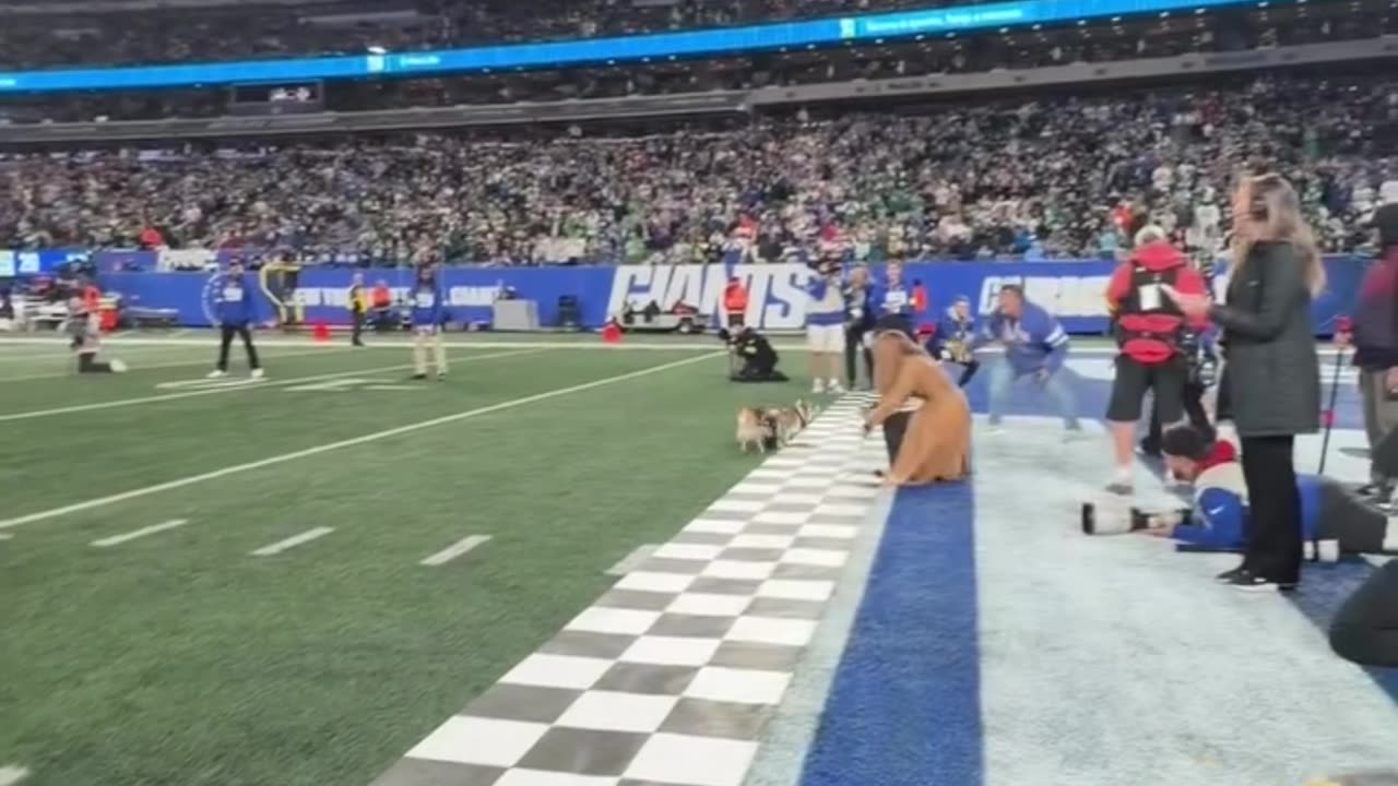 Corgi Stumpy Stampede at Metlife Stadium