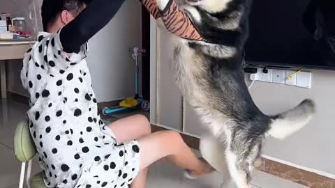 The Most Clever Dog On The Internet 😂🐶