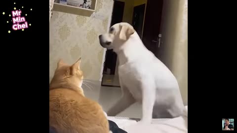 HILARIOUS CAT DOG MOMENTS