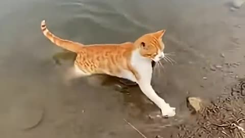 The cat saved the ducklings from the snake