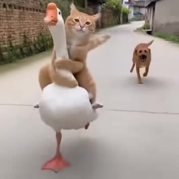 The dog chased the cat, the duke saved his life today.