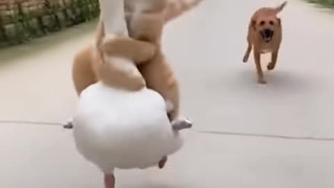 The dog chased the cat, the duke saved his life today.