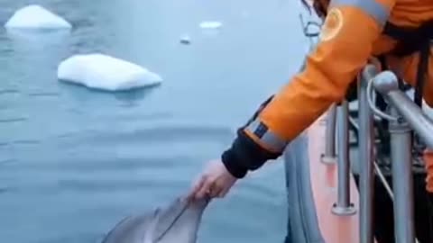 The Heartwarming Story Of A Dolphin Trapped In A Net