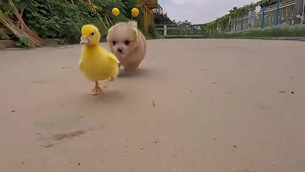 cute puppy and duck 😍 💕 💖 💓 ❤️