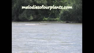 To Make Whole Goldenrod Aug 2023