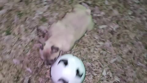 Frenchie playing soccer