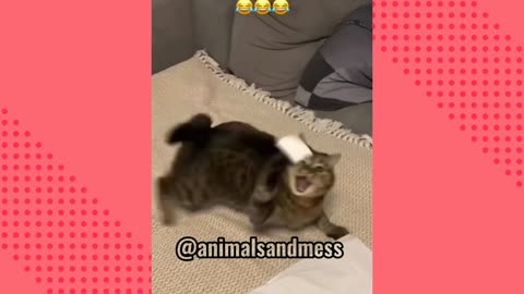 funny cats