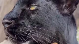 Woe Day 69. I am in the ark. Waiting for GOD to open the Door for a spring/summer Pentecost rapture