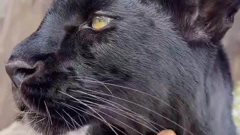 Woe Day 69. I am in the ark. Waiting for GOD to open the Door for a spring/summer Pentecost rapture