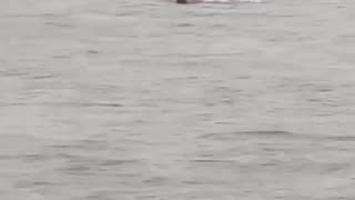 😂🌊 You Won't Believe This Epic Beach Fail! | FunFM
