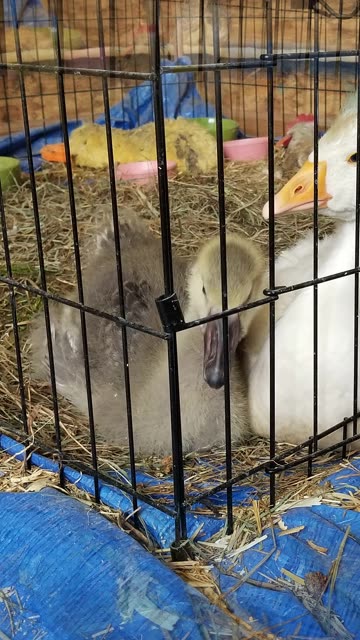 "If I keep moving real fast the coppers'll never be able to identify me in a line-up." -Baby Tooey