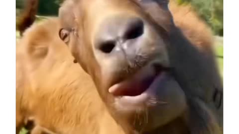 funny donkeys