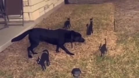 FunnyAnimal_vedios