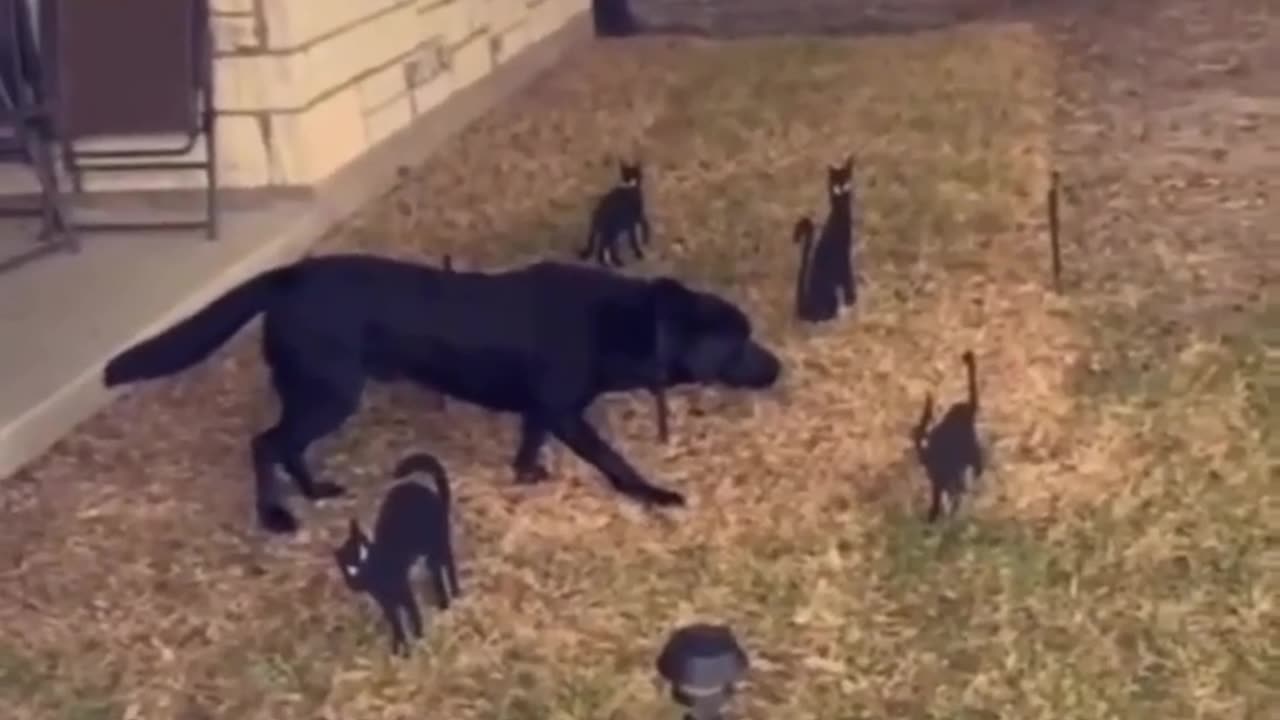 FunnyAnimal_vedios