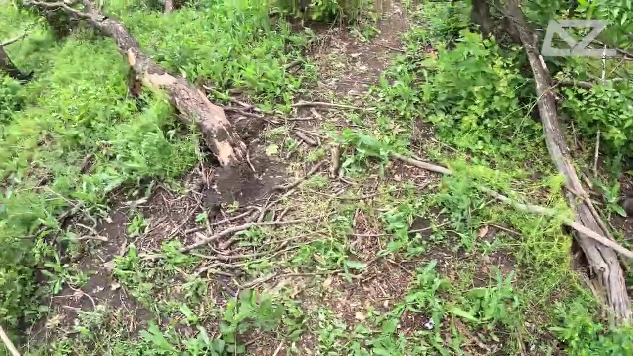 Archival footage of dead crests.