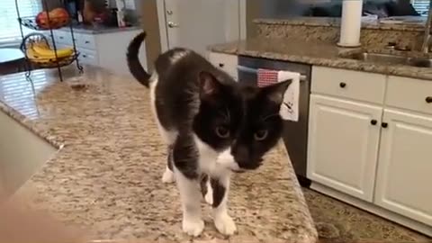 Pure Genius 😹✨ Cat's Super Deep Meow Will Leave You Speechless! | FeedMyCuriosity