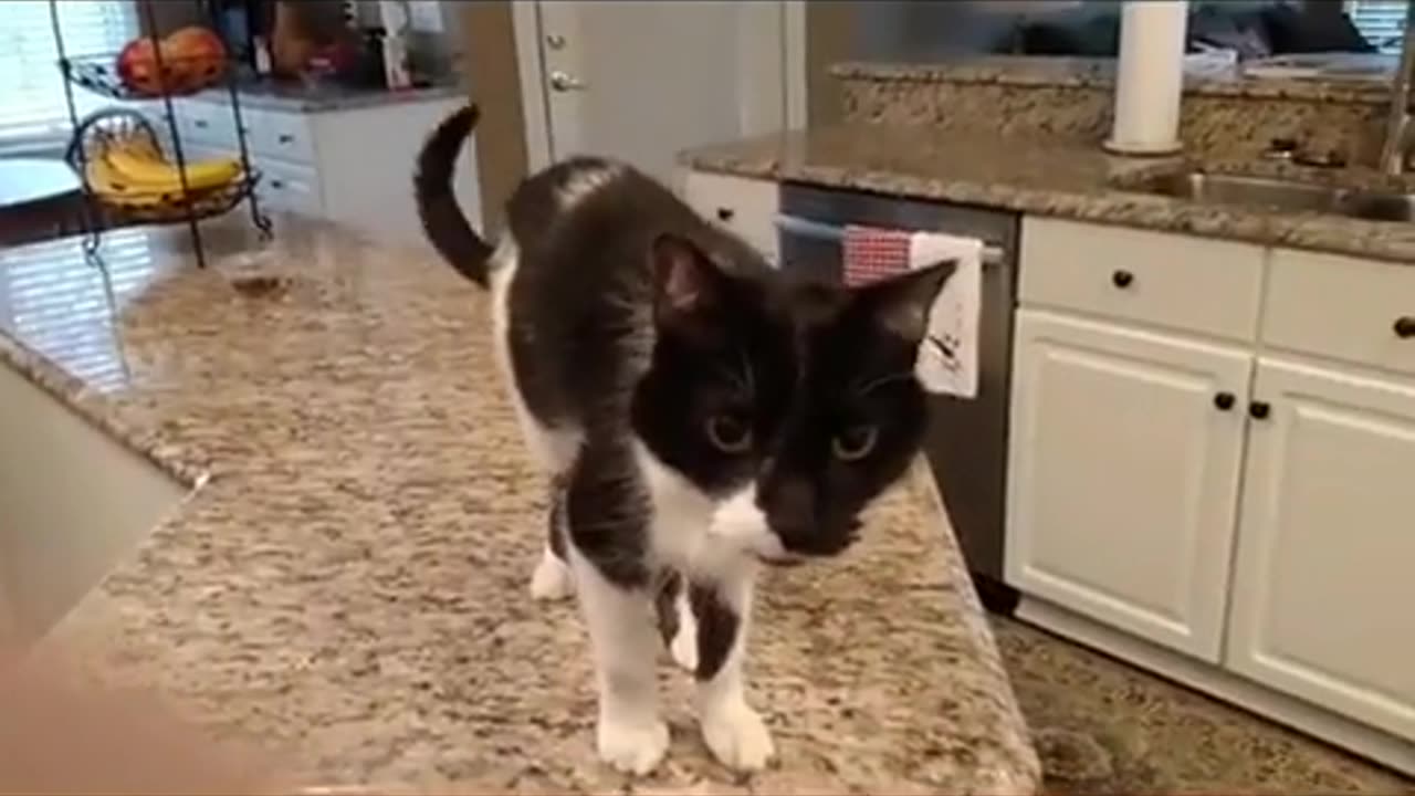 Pure Genius 😹✨ Cat's Super Deep Meow Will Leave You Speechless! | FeedMyCuriosity