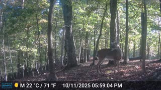 The Woods – 10/12/2025