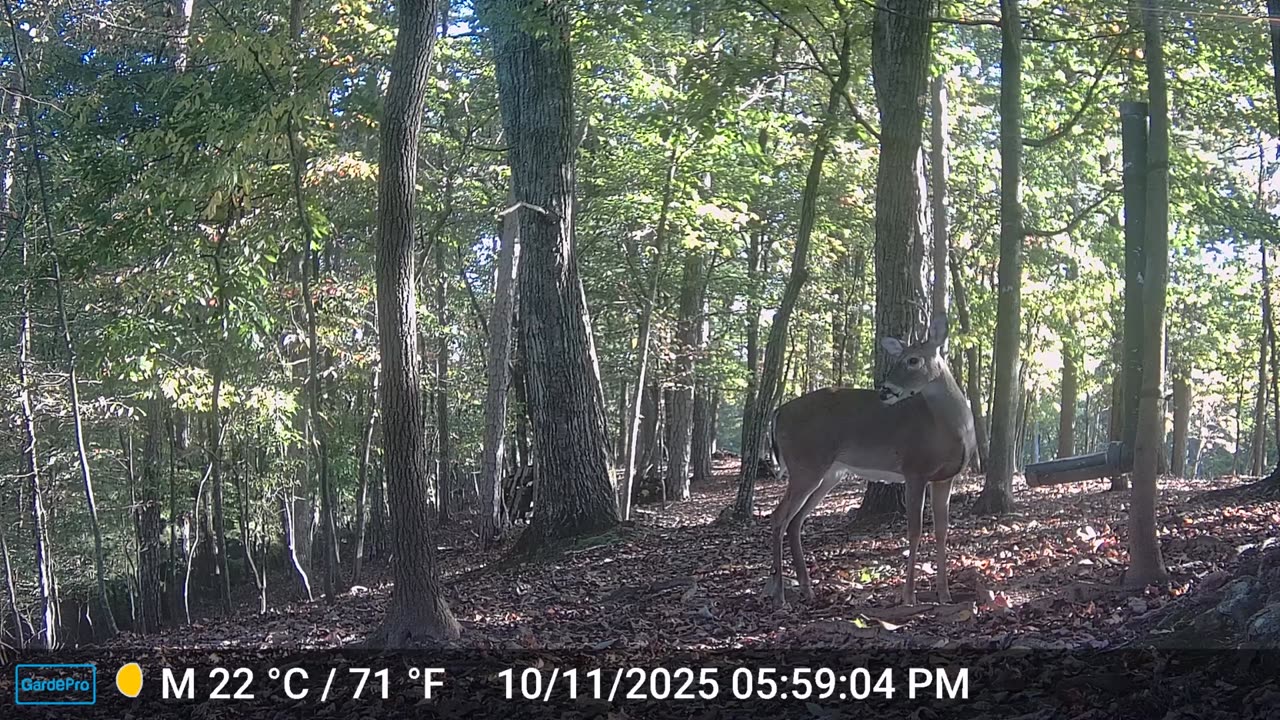 The Woods – 10/12/2025