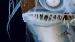 Bizarro Peixe Telescopio no fundo do oceano