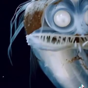 Bizarro Peixe Telescopio no fundo do oceano