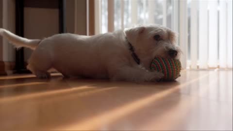 Why Pets Guard the Bathroom Door Like It’s Their Job🐾
