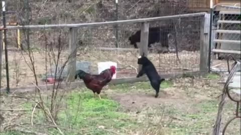 Funny Goat 🐐 Vs hen{cock}|funny video|Entertaining video|Enjoying video 😂🤗