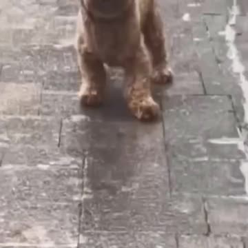 Funniest Video Compilation | Try Not to Laugh! 😂