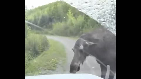 A female moose begs for help..