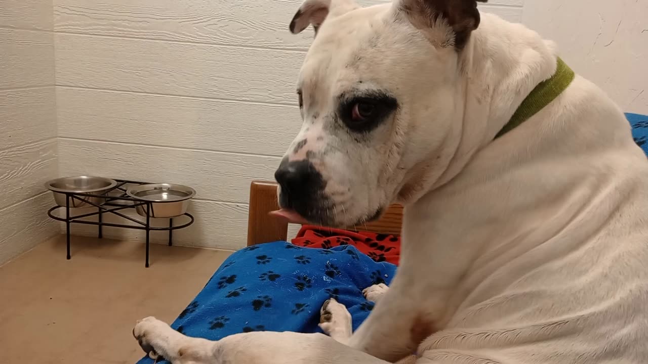 Owen 6y A868927@TRN, from kennel 164 PACC shelter allowing me 2 touch his back as he ate20251123512