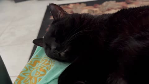 Cute Precious Piper Peeks Out While Going to Sleep - My Adopted Shelter Cat Vlog