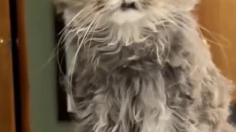 Funny Animals 2025 Funny Cats and Dogs Video Part 3