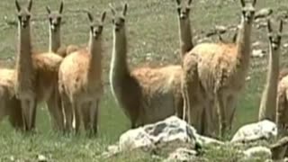guanaco