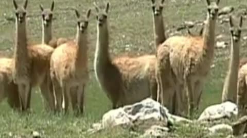 guanaco