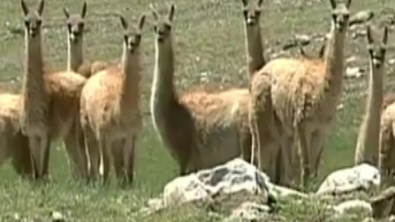guanaco