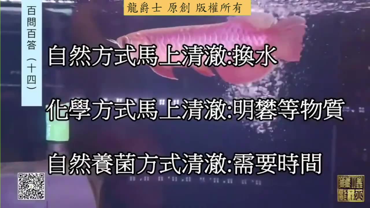 【龍爵士】千問千答 Q137 水缸裡的泡泡不散怎麼辦