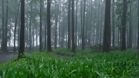 The beautiful forest is raining