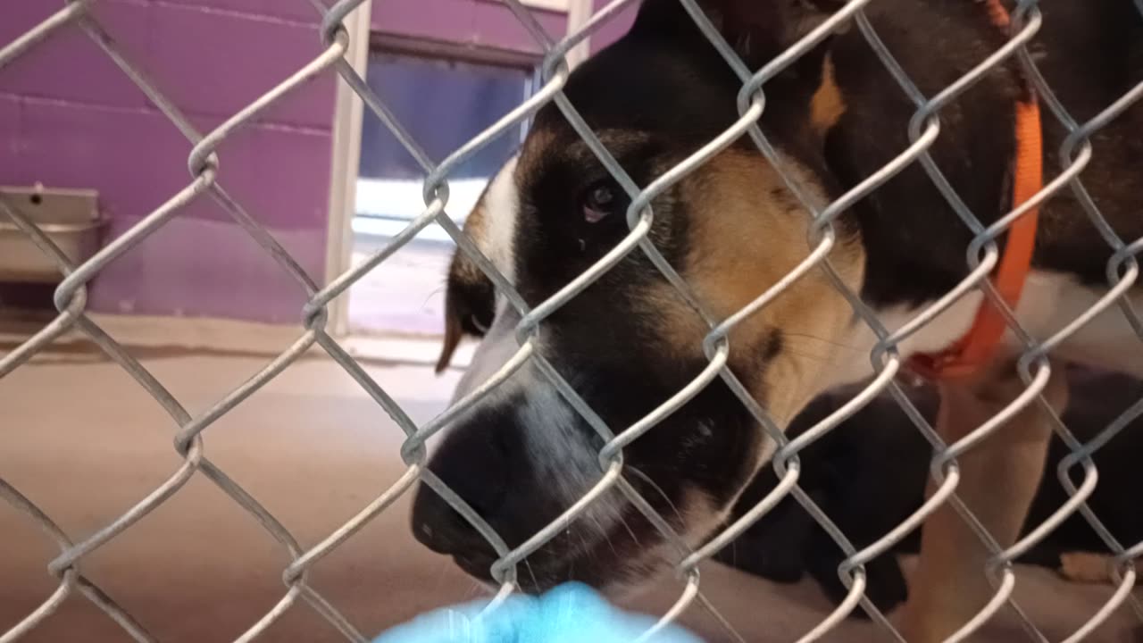 Kinder 1y Pet Id 948928 kennel 19 HSSAZ shelter truly lovely lady needs much time 2 trust20251205395
