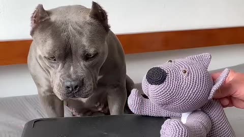 Como Dar Medicamento para seu cão 😂🤣 Vou ensinar vocês #americanbully #maoriblue