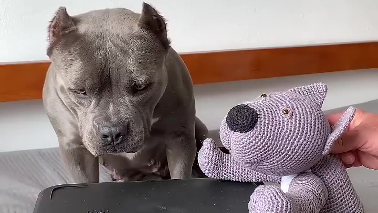 Como Dar Medicamento para seu cão 😂🤣 Vou ensinar vocês #americanbully #maoriblue