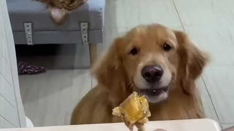 Duoduo_ Daughter-in-law, get up and eat juicy chicken drumsticks. Adorable pets debut plan
