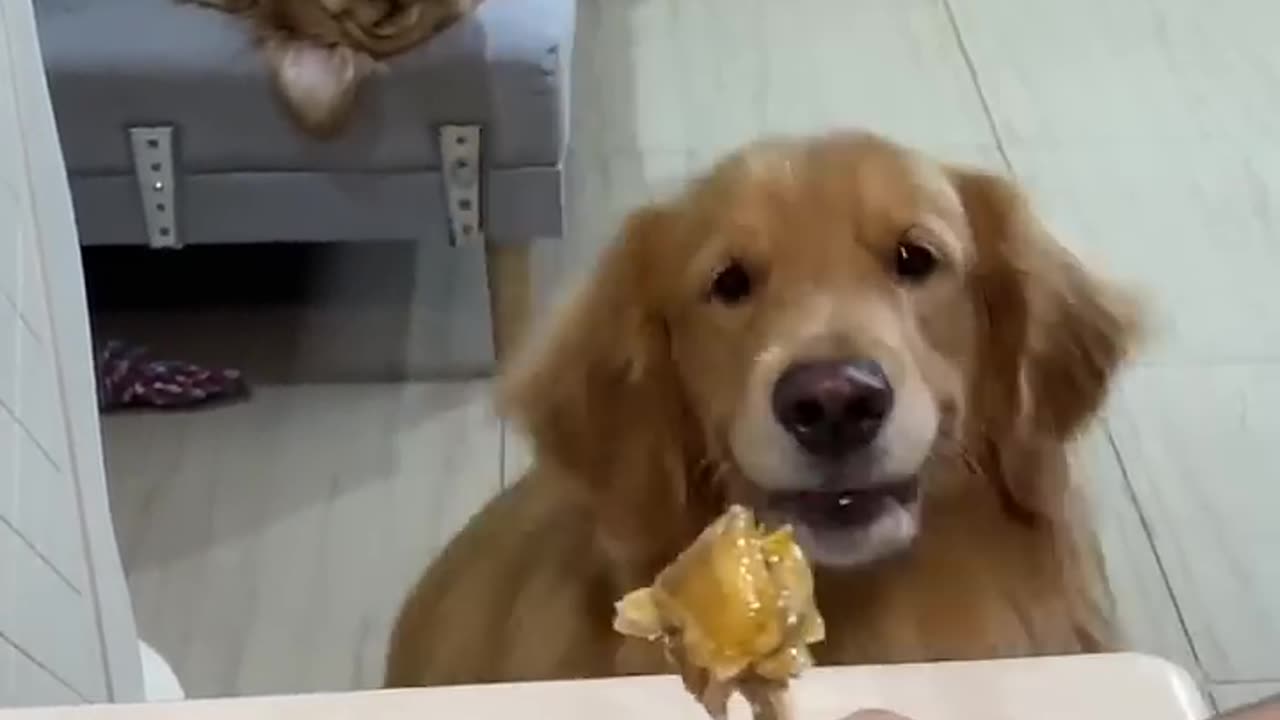 Duoduo_ Daughter-in-law, get up and eat juicy chicken drumsticks. Adorable pets debut plan