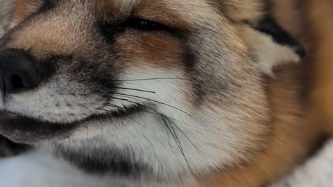 Sweet Pet Fox Asks For Back Scratches