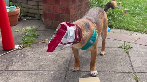 Silly Dog Caught Stealing Popcorn